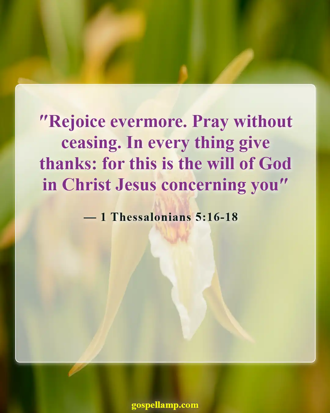 1 Thessalonians 5:16-18 :- Rejoice, pray, give thanks in all circumstances