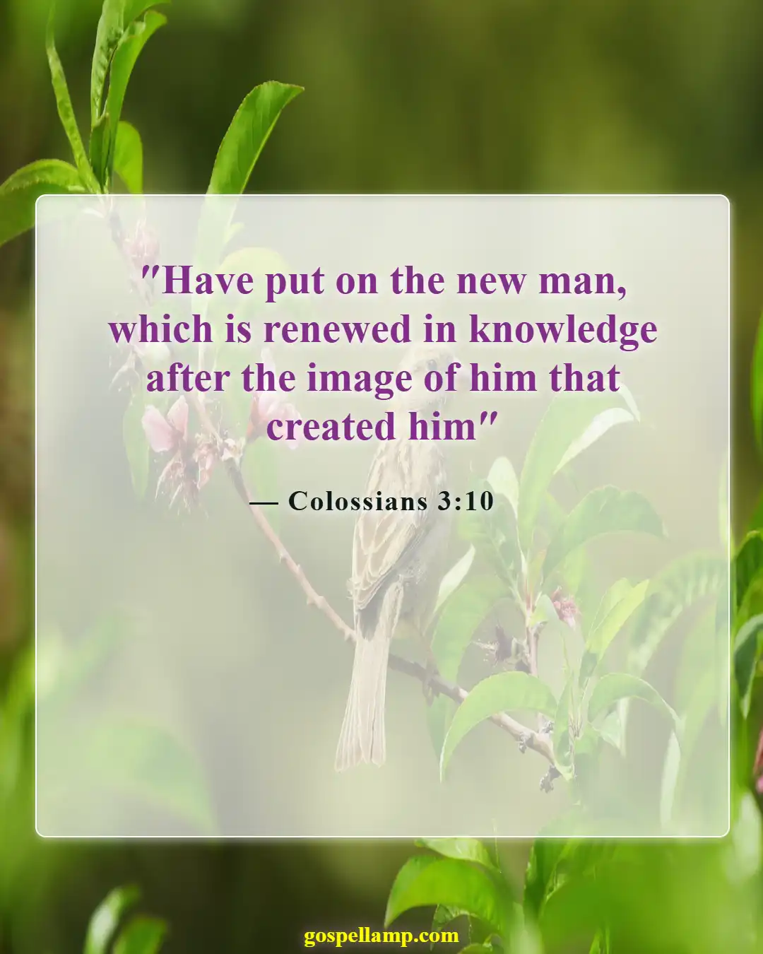Bible Verses About A New Day (Colossians 3:10)