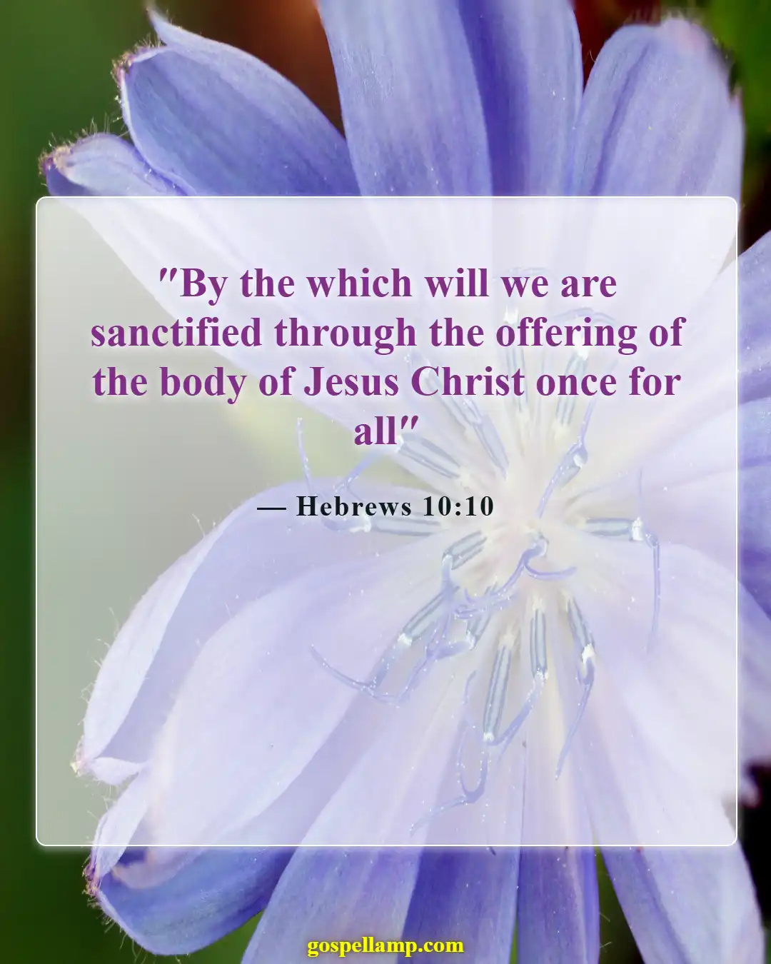 Hebrews 10:10 :- Sanctified through Christ's sacrifice for us