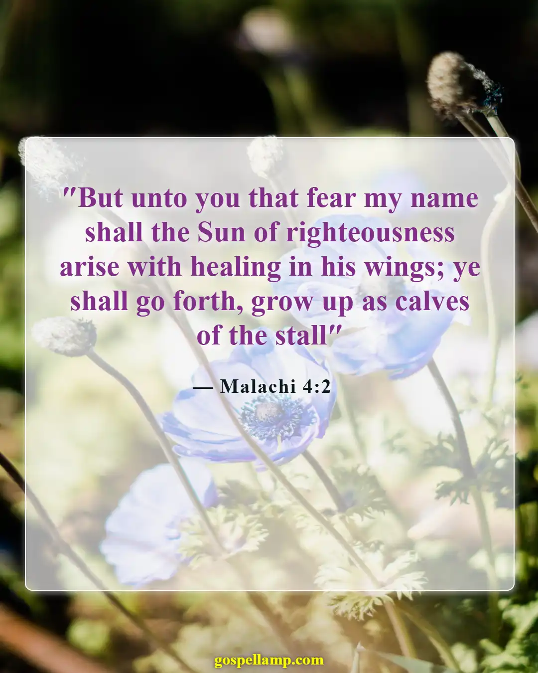 Bible Verses About Sun (Malachi 4:2)